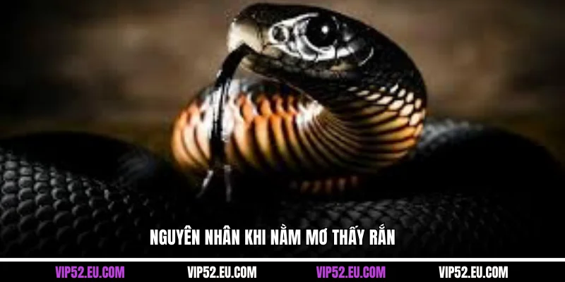 Nguyên nhân khi nằm mơ thấy rắn