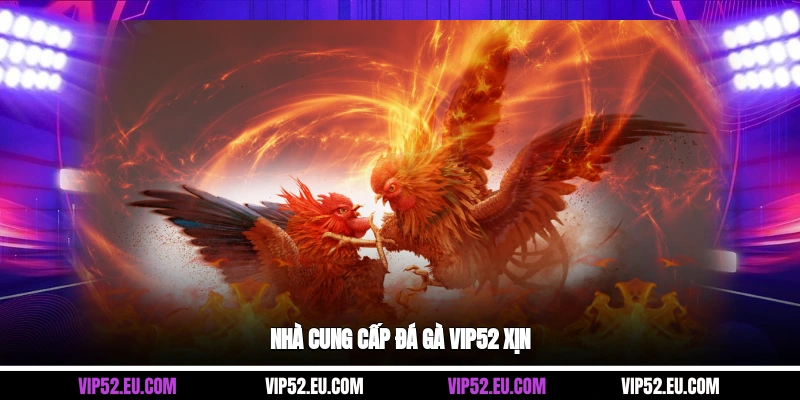 Nhà cung cấp đá gà Vip52 xịn