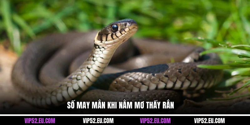 Số may mắn khi nằm mơ thấy rắn