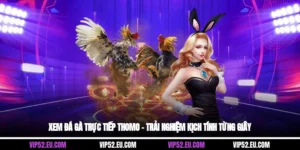Xem Đá Gà Trực Tiếp Thomo – Trải Nghiệm Kịch Tính Từng Giây