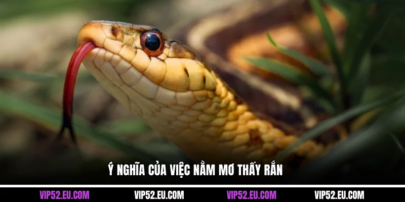 Ý nghĩa của việc nằm mơ thấy rắn